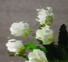 Waterglass Gray