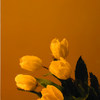 Antique Medium Amber