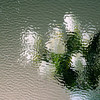 Ripple