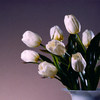Antique Light Rose