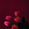 Antique Light Purple